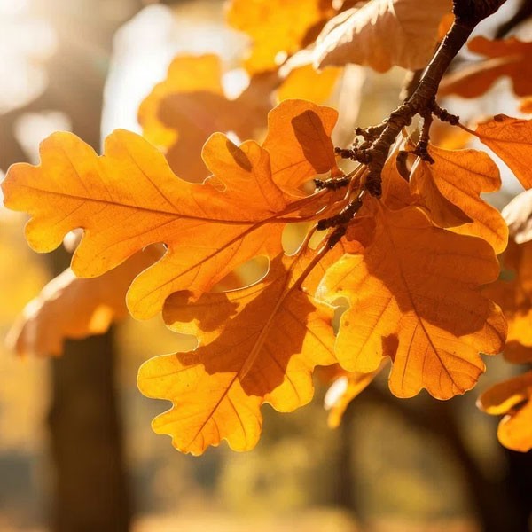    بوی دیروز /  Scent Of Yesterday 35