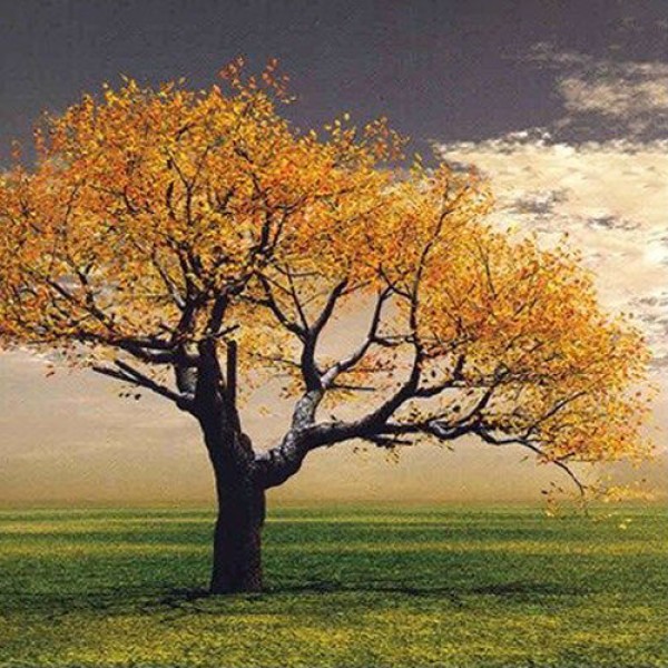 رسیدی / Residi