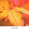 که باورم نمیشه / Ke Bavaram Nemisheh