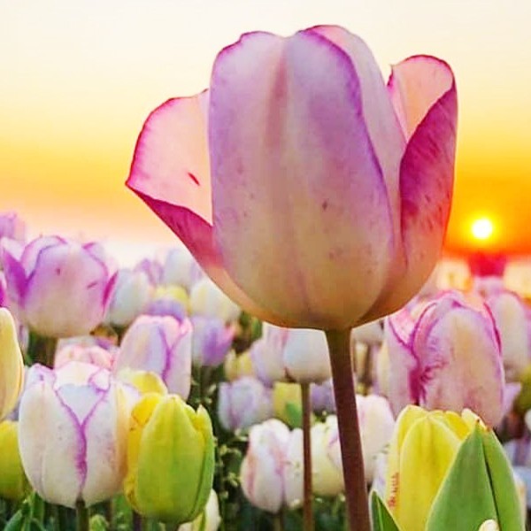 لیلی ماری