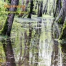 هارمونی/  Harmony  